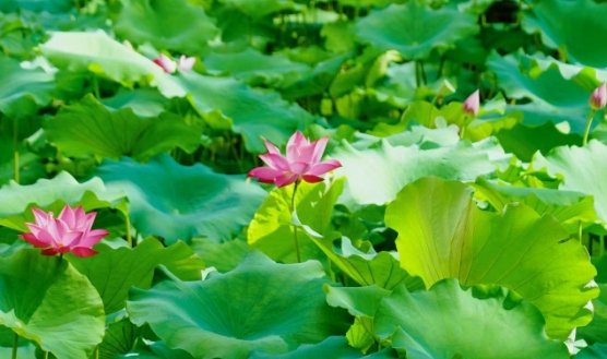 4月的农大校园繁花似锦